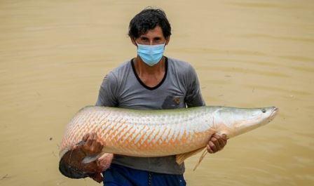 acuicultura paiche