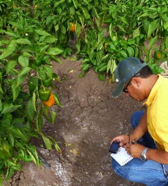 pimiento morron adex