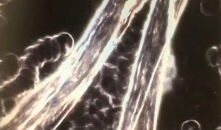 Reutlingen 64 pelusa larga podria ser grafeno