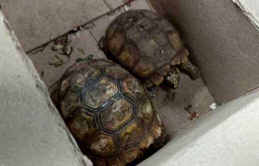 taricayas rescatadas