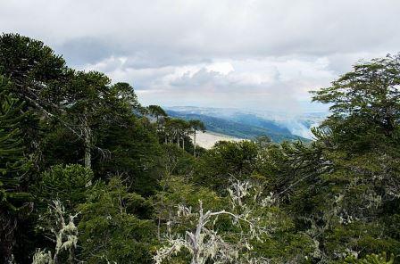 BOSQUES HV2