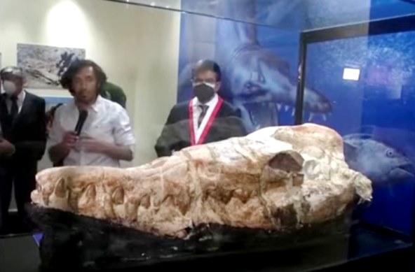 Basilosaurio Ocucaje UNMSM