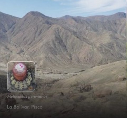 nueva especie La Bolivar Pisco altos Ica melocactus peruvianus UNMSM