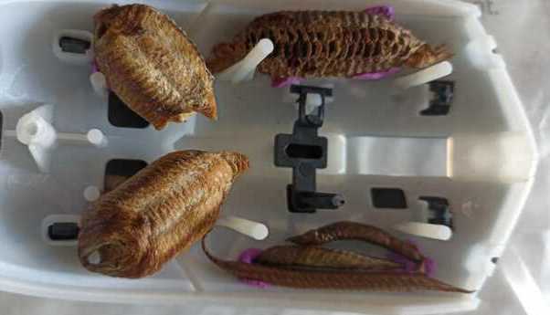 pupas mantis decomisadas Serfor