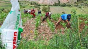 agricultores fertilizante