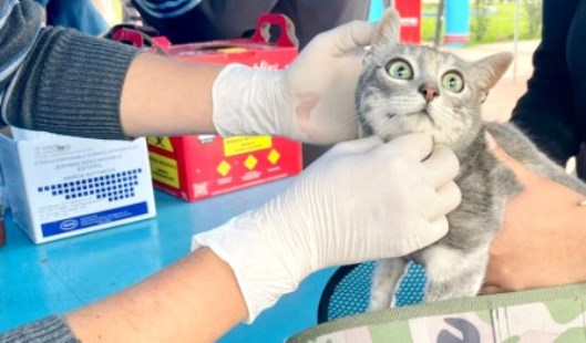 gato consulta