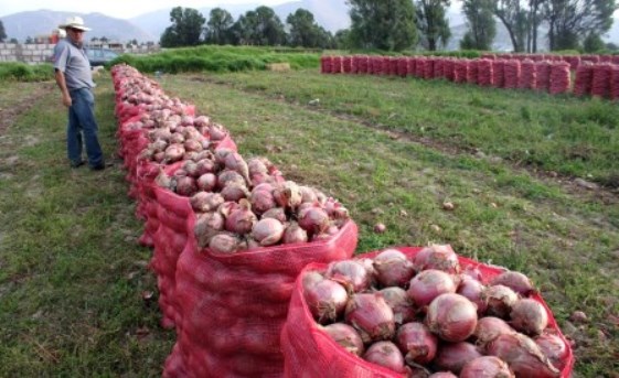 cebollas cosecha adex