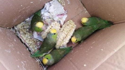 cotorritas celestiales Forpus coelestis cabeza tinte amarillo Serfor