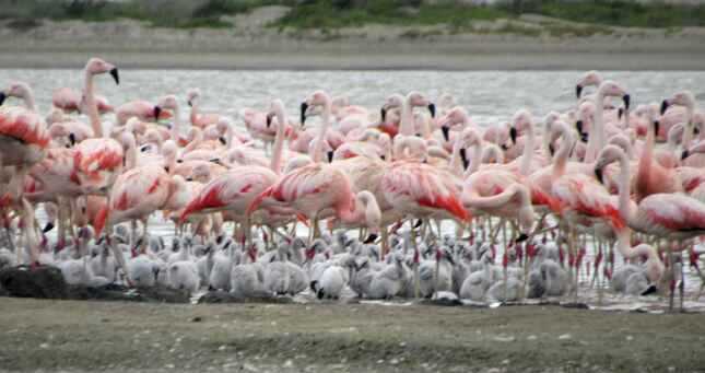 flamencos con pichones Piura Pablo Martnez Morales