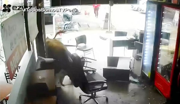 toro Panamericana Sur destrozos ago 2022