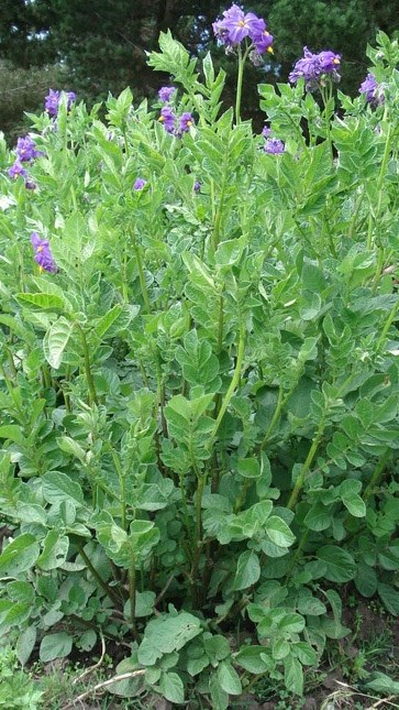 INIA 334 LLAPANCHISPAQ flor