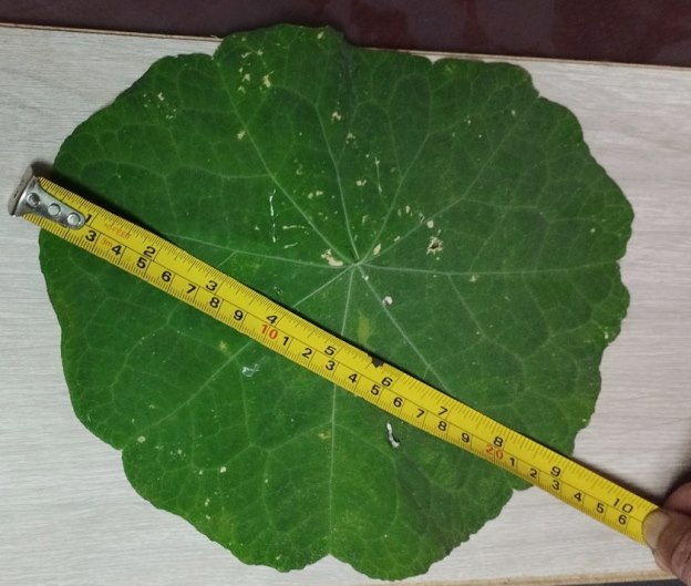 mastuerzo hoja grande