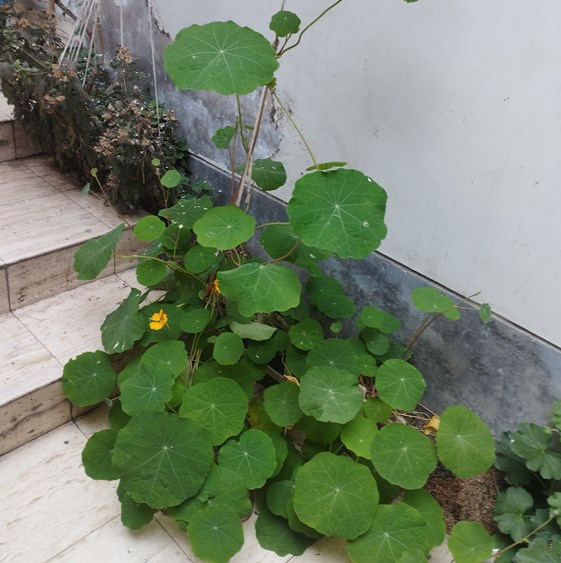 mastuerzo hojas grandes