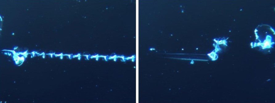 sangre tras ARNm estructuras tipo fractal