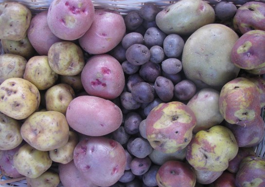 papa variedades adex 2