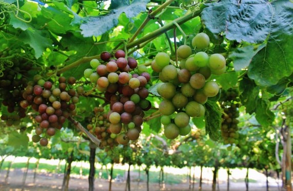 uvas vinedo 5