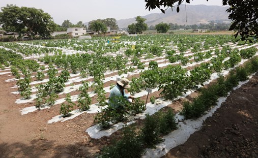 cultivo UNALM