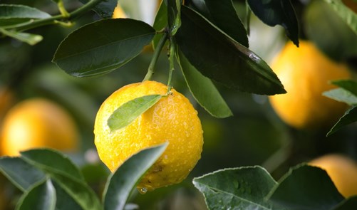 limon tahiti adex