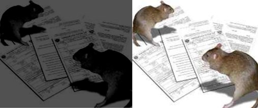 ratas oscuridad transparencia