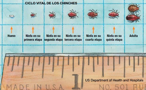 chinches ciclo vital