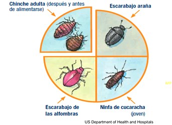 chinches diferencia otros