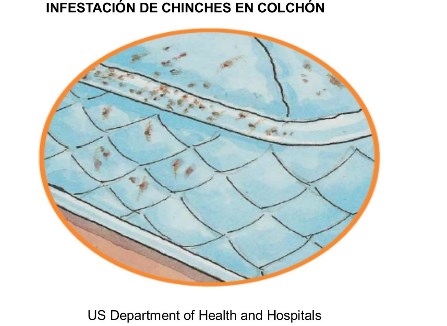 chinches infestacion colchon