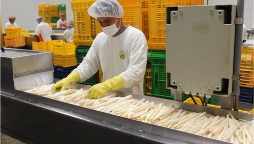 seleccion esparragos