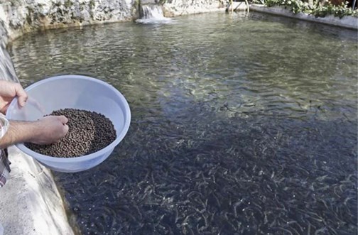 alimento piscigranja