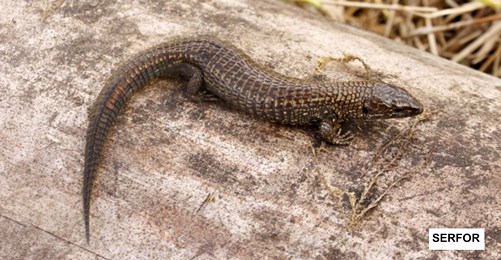 lagartija Petracola shurugojalcapi