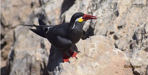 Larosterna inca Peru
