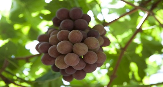 uvas rama