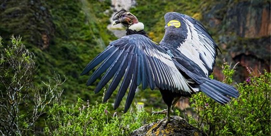 condor retorna habitat
