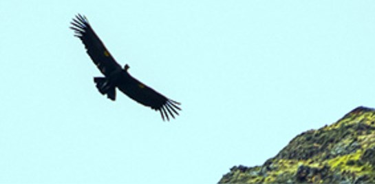 condor retorna habitat 3