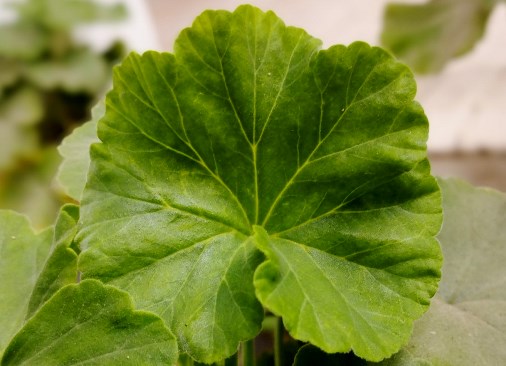 hoja geranio normal