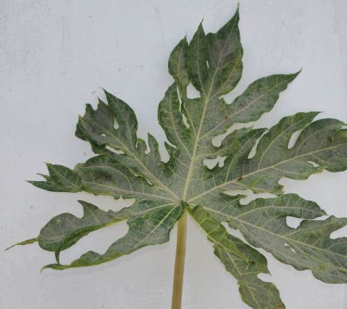 hoja papaya cara sol pared