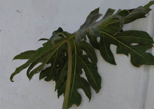 hoja papaya contra pared