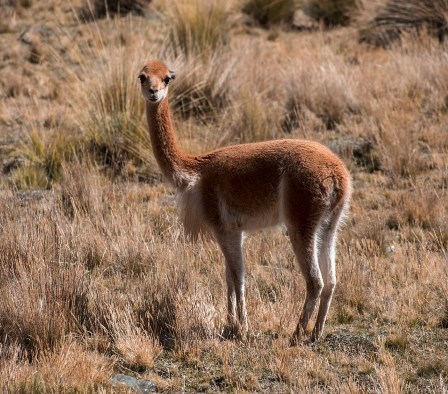 vicuna 2